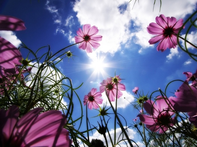 Purple wild flowers shining under the sun and blue clouds.