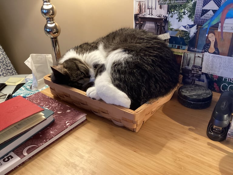 Mon chat a voulu être tout près de moi pour ce post..bienheureux compagnon.