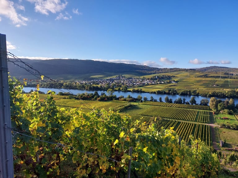 View of the Weich Winery from the Moselle