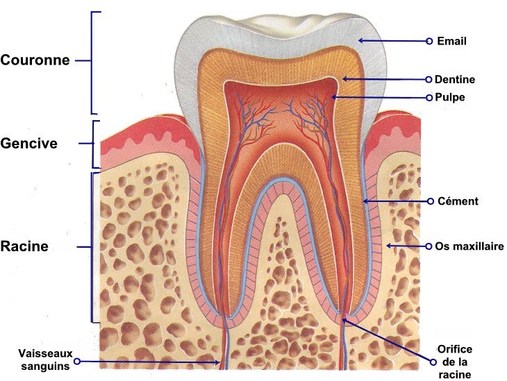  the structure of a toothbrush