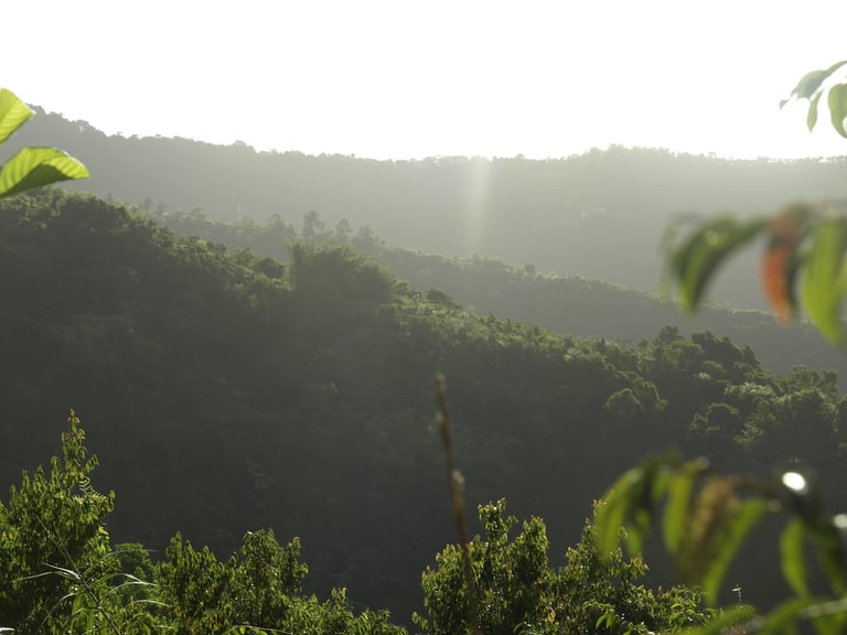 The restored Fondes Amandes forest