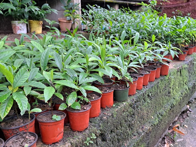 Clean Trees Organic Nursery at FACRP