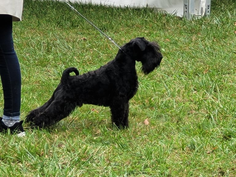Vintus , jeune mâle Schnauzer nain noir