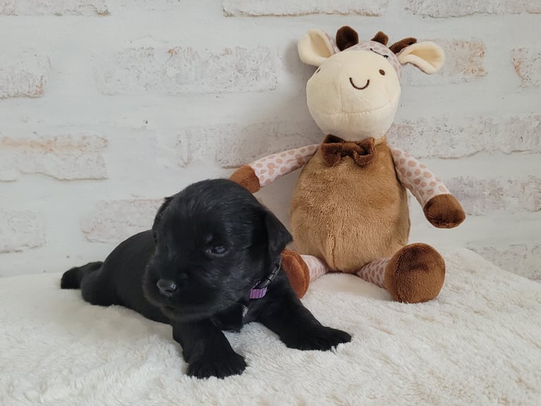 Chiot Schnauzer et sa girafe
