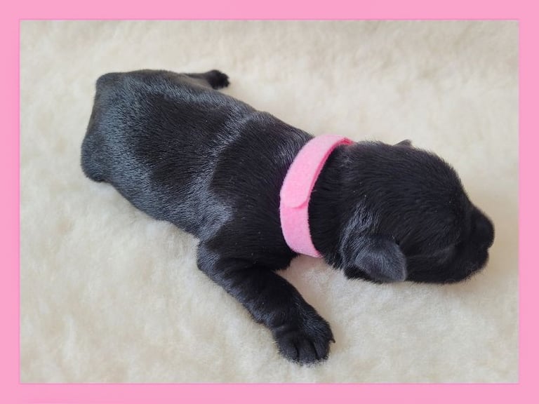 Chiot Schnauzer miniature
