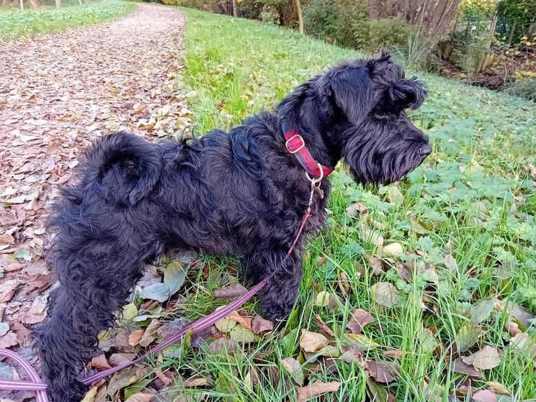 Alibi des Diamants Noirs d'Also