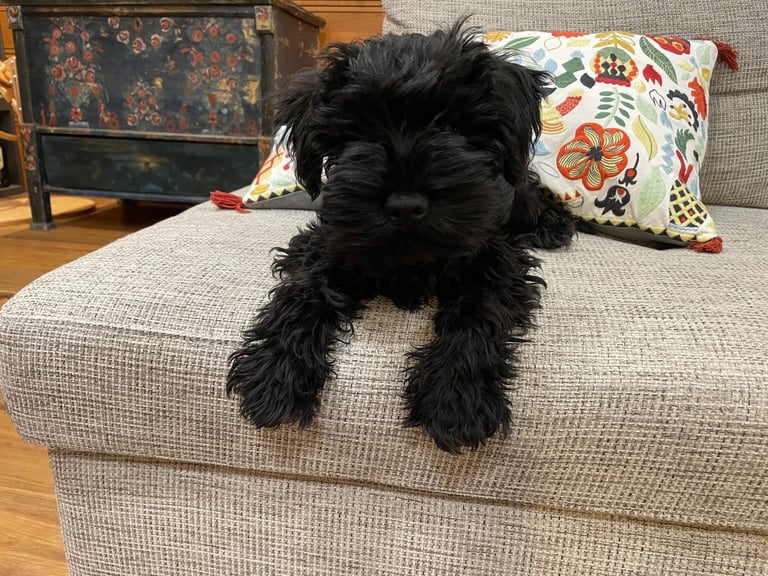 Schnauzer nain noir sur son canapé