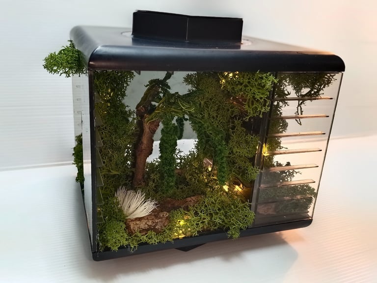 Miniature bioactive terrarium kit with green moss, driftwood, and LED lights in a small black acrylic tank.