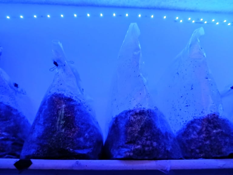 Mushroom grow bags under a led strip lights