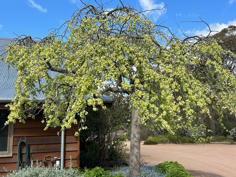 Elm in flower October 2024