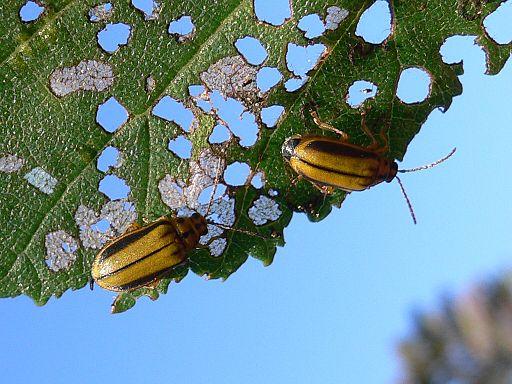elm leaf beetles eating leaf