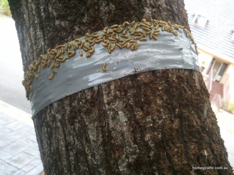taped tree