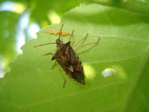 shield bug eating elm leaf beetle eggs
