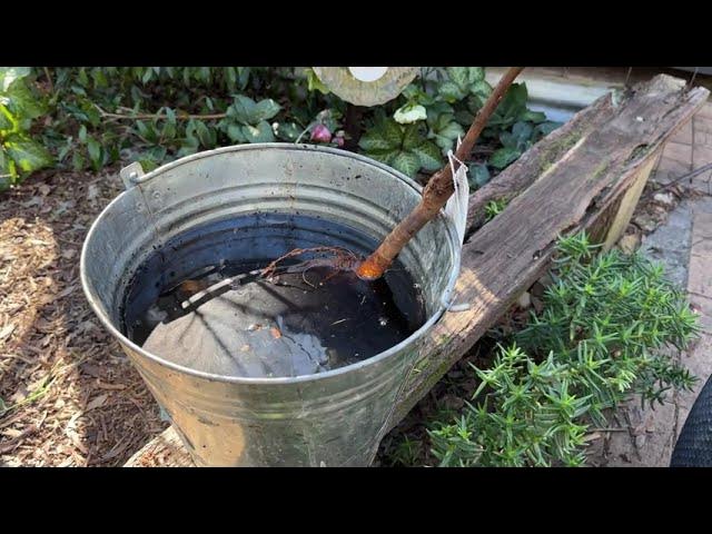 Pre-soaking a bare root fruit tree