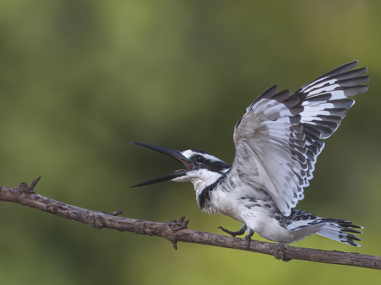 Pied Kingfisher flight