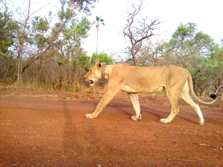 Lioness walking in Niokolo-Koba National Park Senegal wildlife