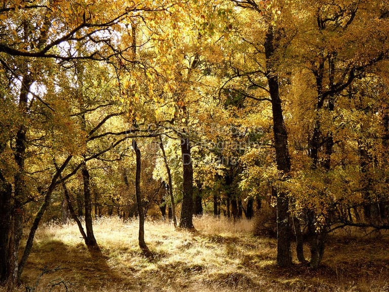 a forest scene with a path through the trees