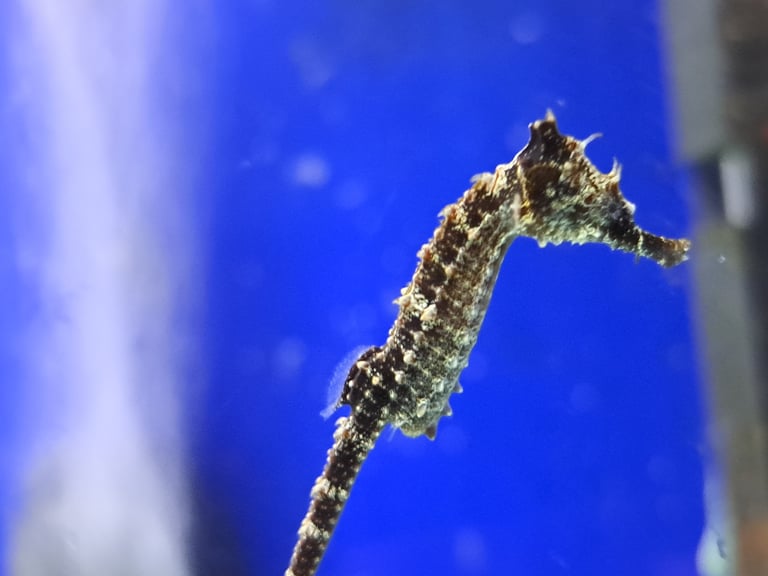  Young Seahorse