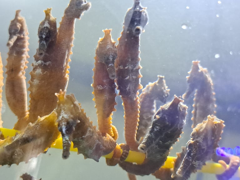 Seahorses