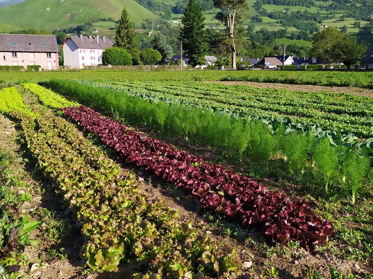 Maraichage en vallée d'Aspe