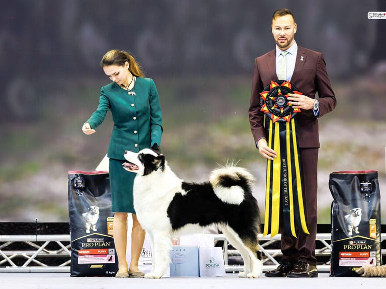 Yakutian laika europe