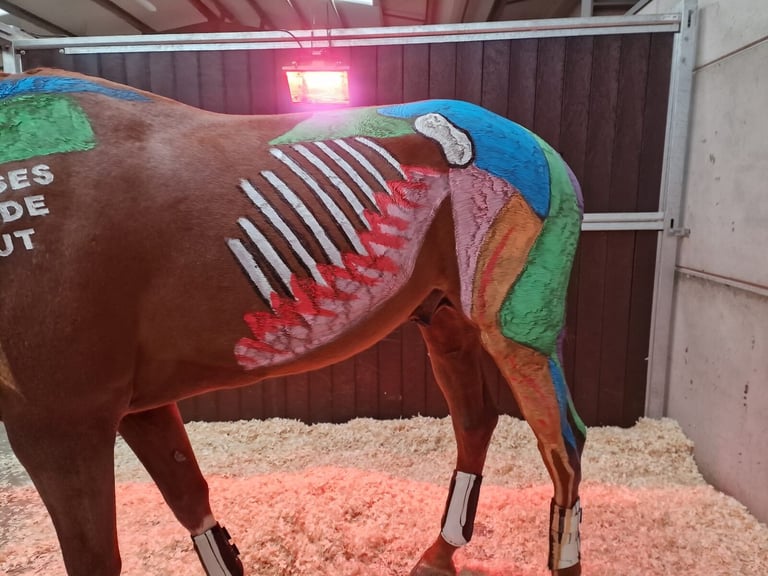 Painted horse midriff and hind quarters