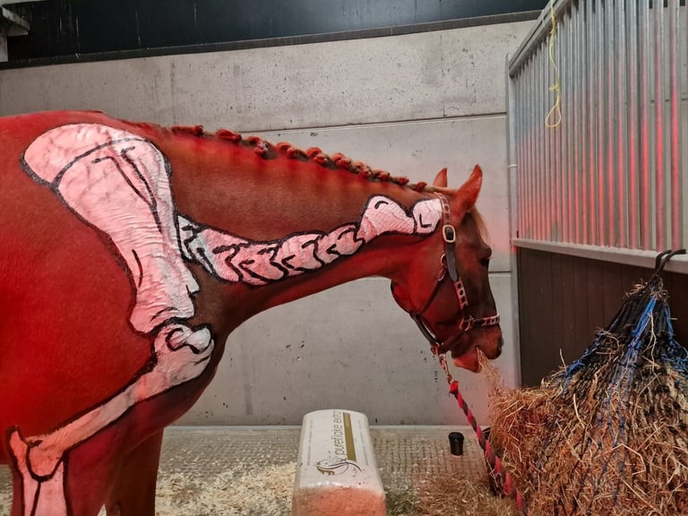 Painted horse shoulder, leg and spine