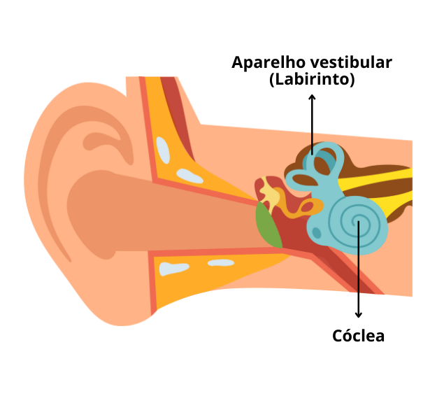 anatomia da orelha cóclea e aparelho vestibular