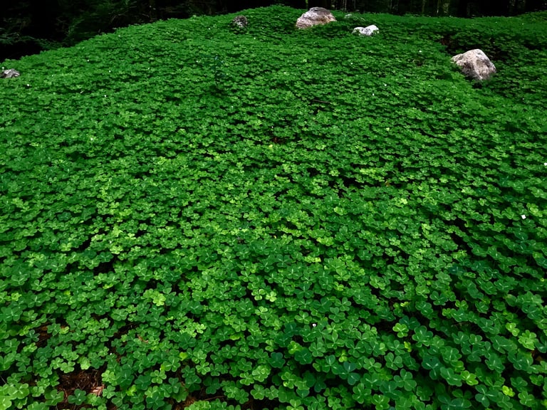 Cami Hoang – Meadow of Clovers | Article Page