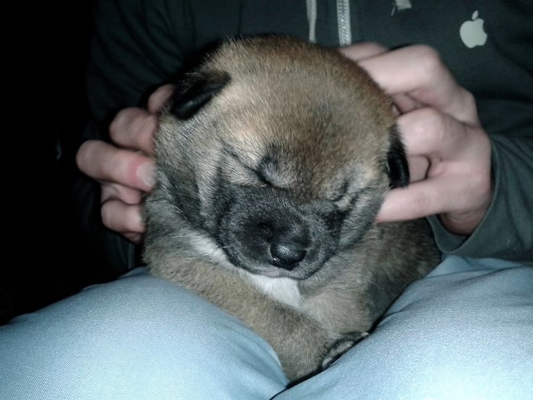 accueil du chiot