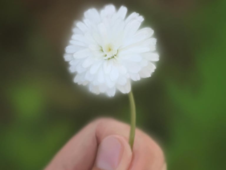 Aster Flower