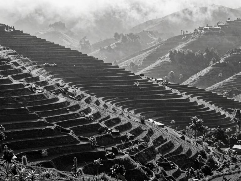 High-contrast black and white photograph of terraced spice farms in the Western Ghats of India, misty morning light, dramatic ridges, geometric agricultural lines.