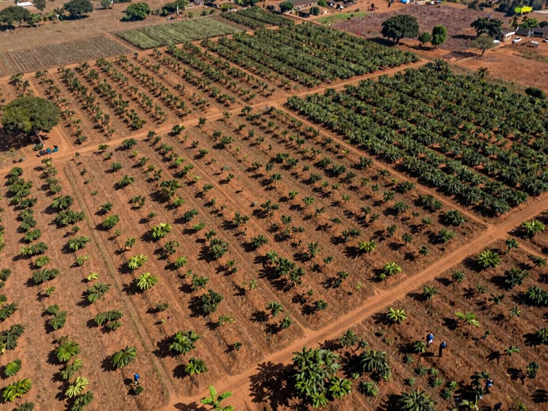 Drone aerial view of structured cocoa farm boundaries in West Africa, bright equatorial daylight, rich earth tones, 35mm documentary photography