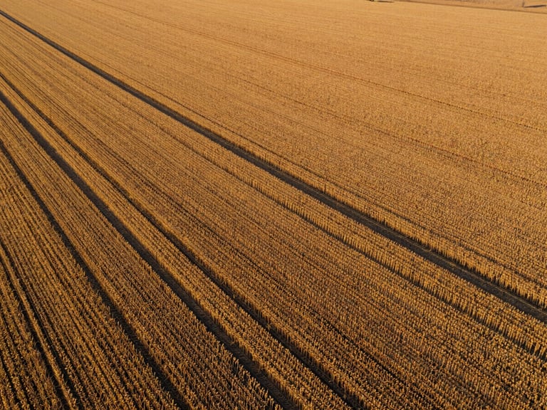 Wide aerial drone shot of expansive golden soy fields in Flora Rica during harvest, warm golden hour sunlight, rich earth tones
