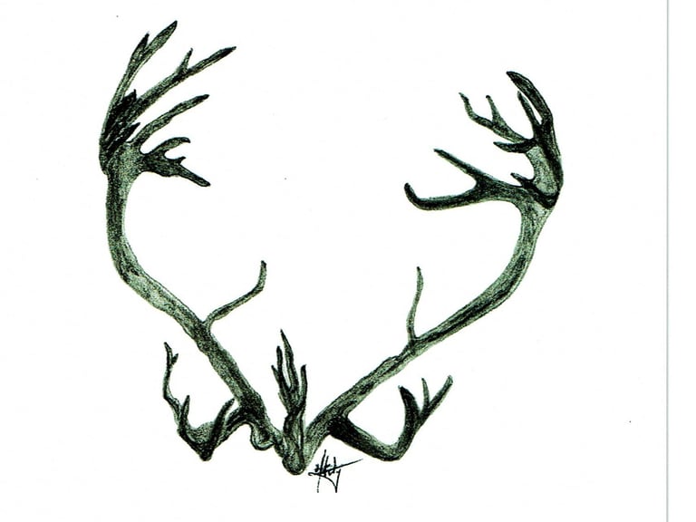 caribou antlers 6''X9'' 