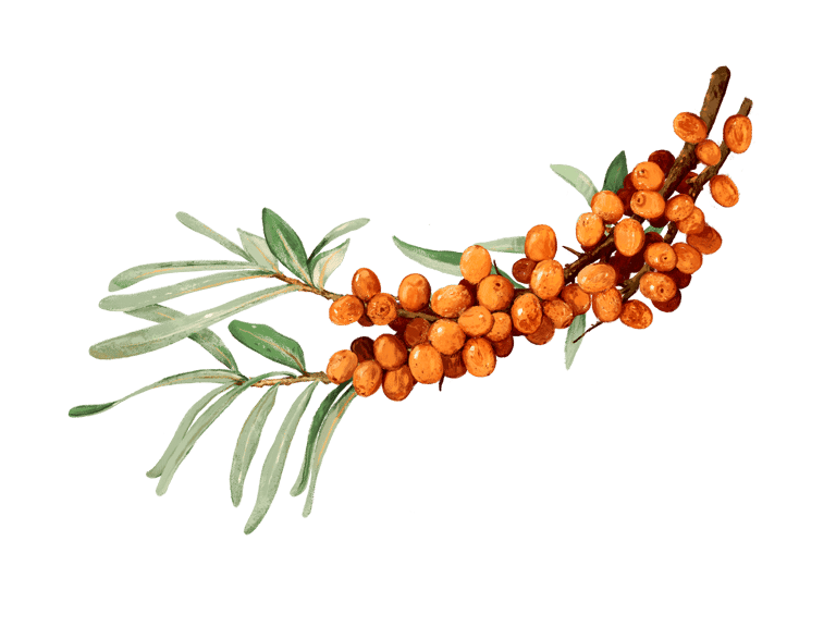 Sanddorn Argousier Sanddornbeeren