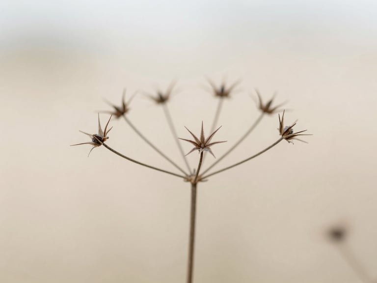 Bright editorial photography of a close-up of botanical textures, focusing on the skeletal structure of a dried seed head against a soft neutral backdrop, natural diffused daylight, 35mm.