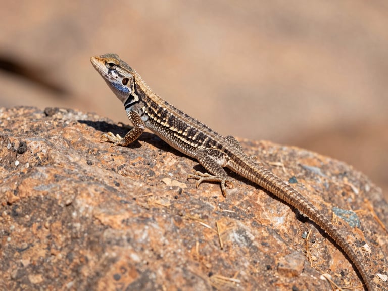 Close-up of a western fence lizard basking on a sun-baked rock, low-angle, direct midday sun, macro depth of field, dusty sage and terracotta tones.