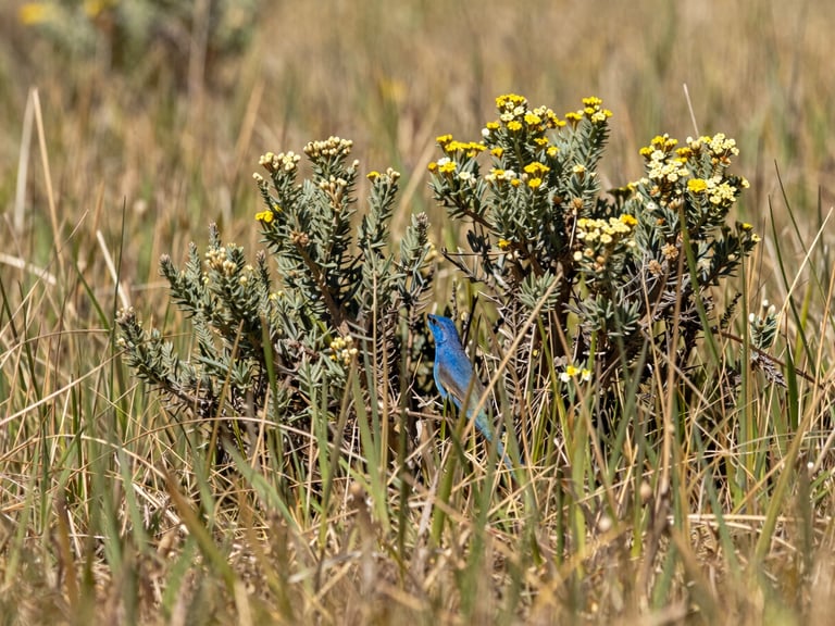 Low-angle macro shot of native bunchgrasses and flowering shrubs in a restored grassland, direct midday sun, a small blue-belly lizard partially hidden in the foliage, warm editorial photography.
