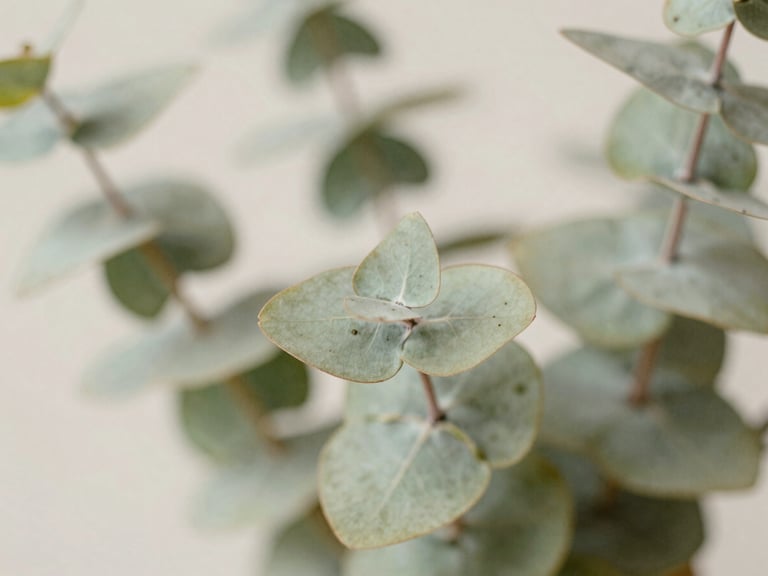 Close-up macro of eucalyptus leaves in soft focus, muted sage tones, soft diffused daylight, 35mm film