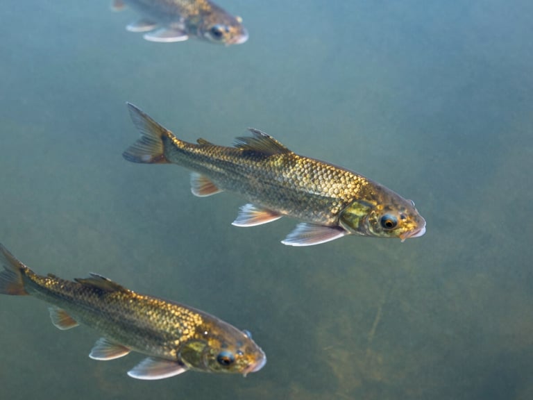 Healthy fish swimming in clear pond water, crisp commercial photography, bright morning daylight, sharp focus, 50mm lens