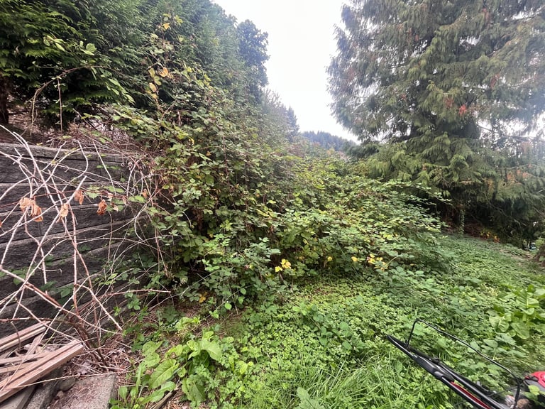 blackberry bushes over a retaining wall