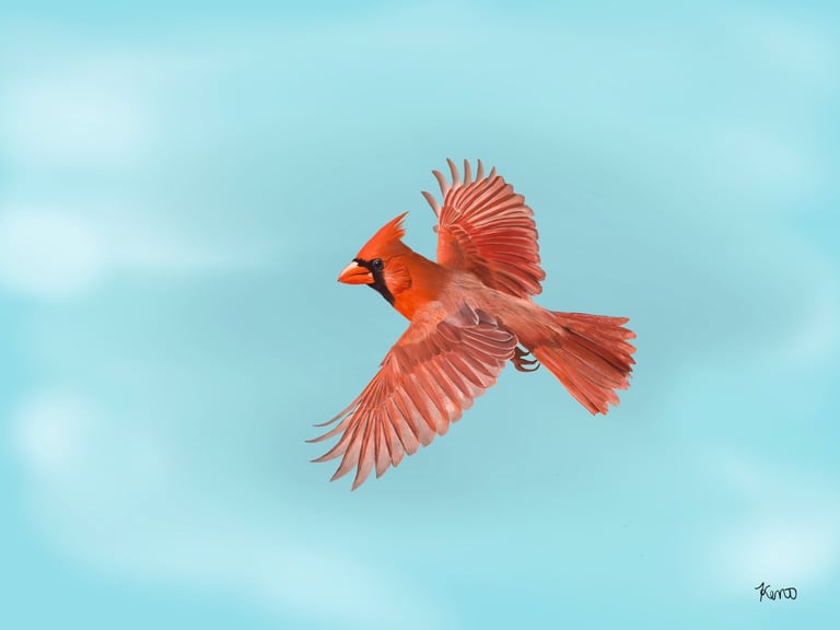 Northern Cardinal flying aganst a light sky background