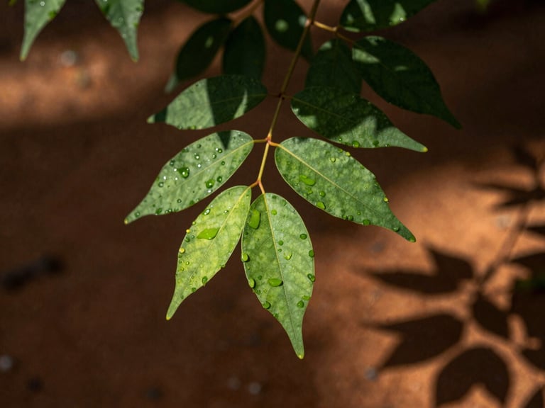 Macro shot of fresh green jurema leaves with water droplets, dappled morning forest light filtering through branches, rich earthy tones, 35mm photography.