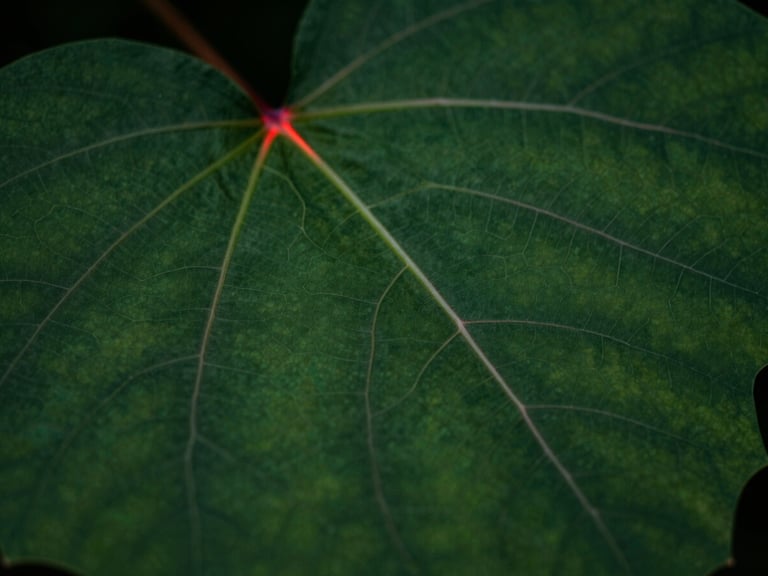 Macro clinical photograph of structured leaf veins mimicking complex neural pathways, deep forest green ambient light with high-contrast red laser accents, sharp focus, 35mm lens