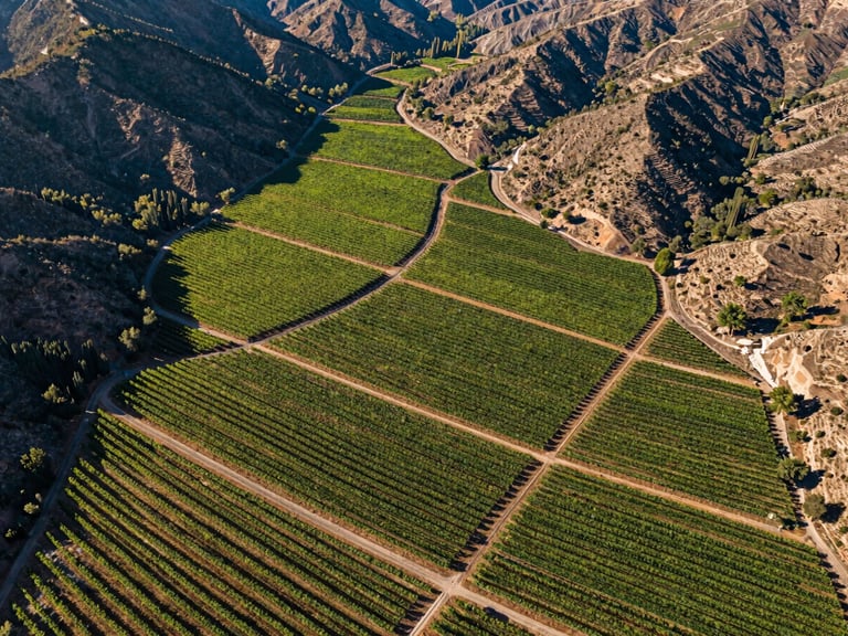 Aerial view of structured green vineyards in a Chilean valley, vibrant agricultural lines, dramatic early morning sun casting long shadows, multispectral overlay visualization.