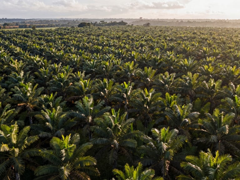 A wide panoramic view of a Colombian palm oil plantation at sunrise, clean agricultural lines, natural daylight.