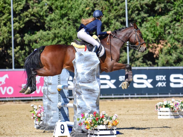 campeonato de españa menores salto caballo