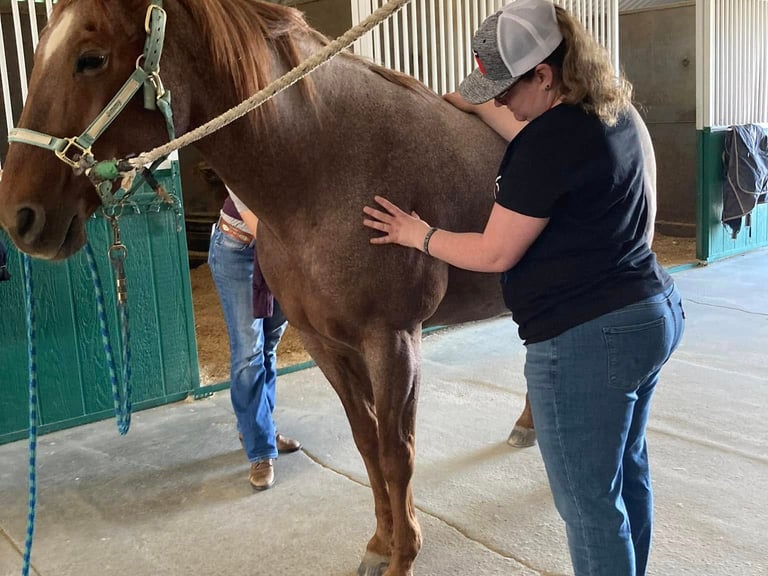 An equine massage therapist performs manual therapy on a chestnut horse inside a stable aisle.