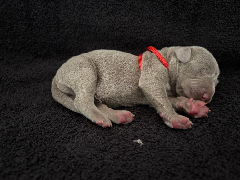 chiot male braque de weimar paulhan 34